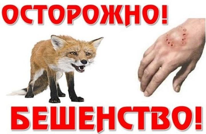 beshenstvo.jpg